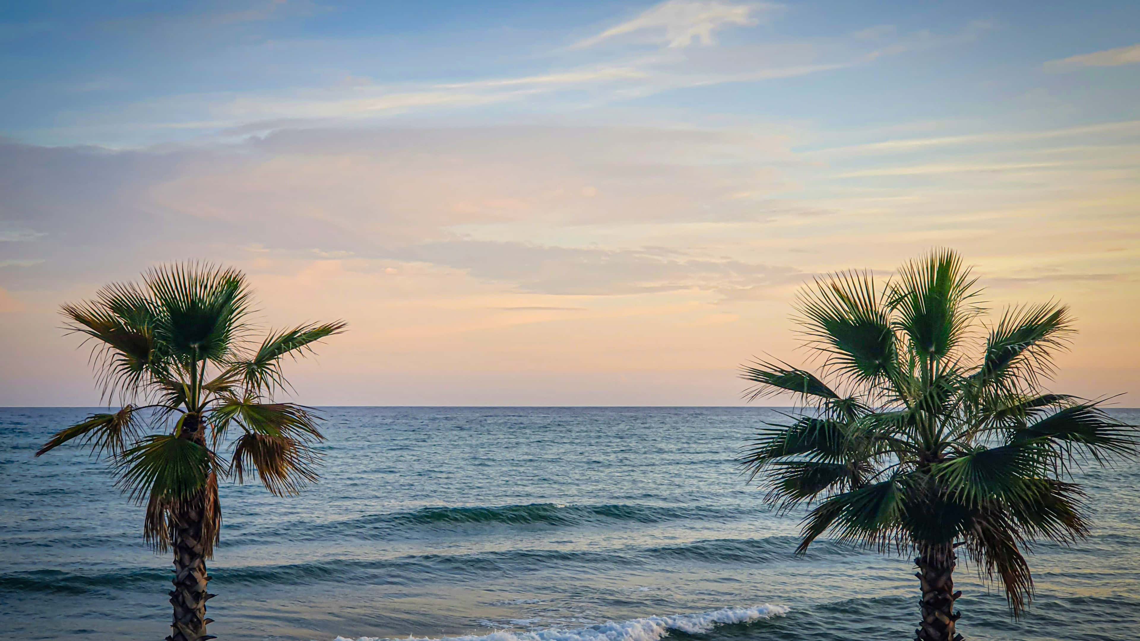 palm-trees