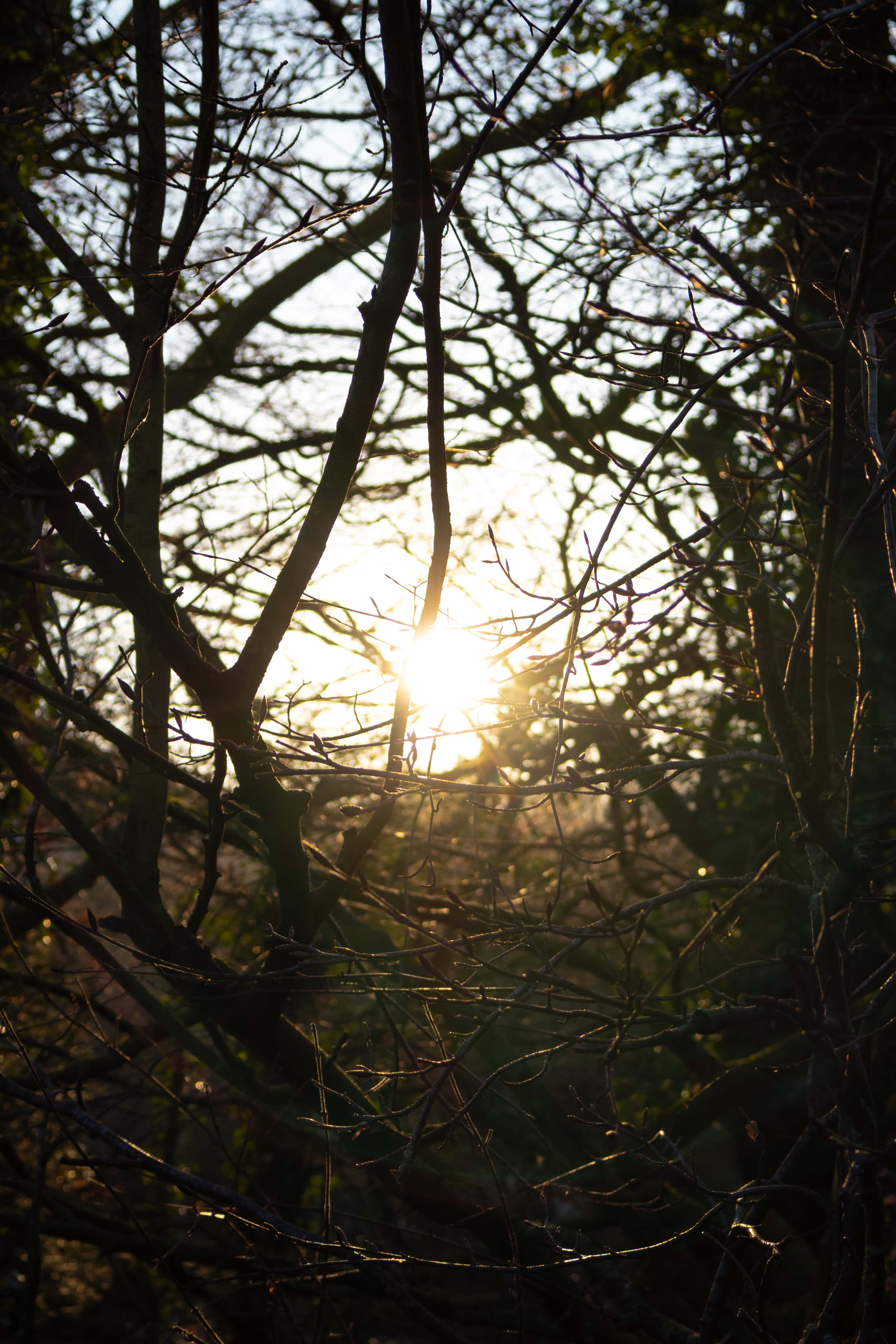sun-behind-twigs