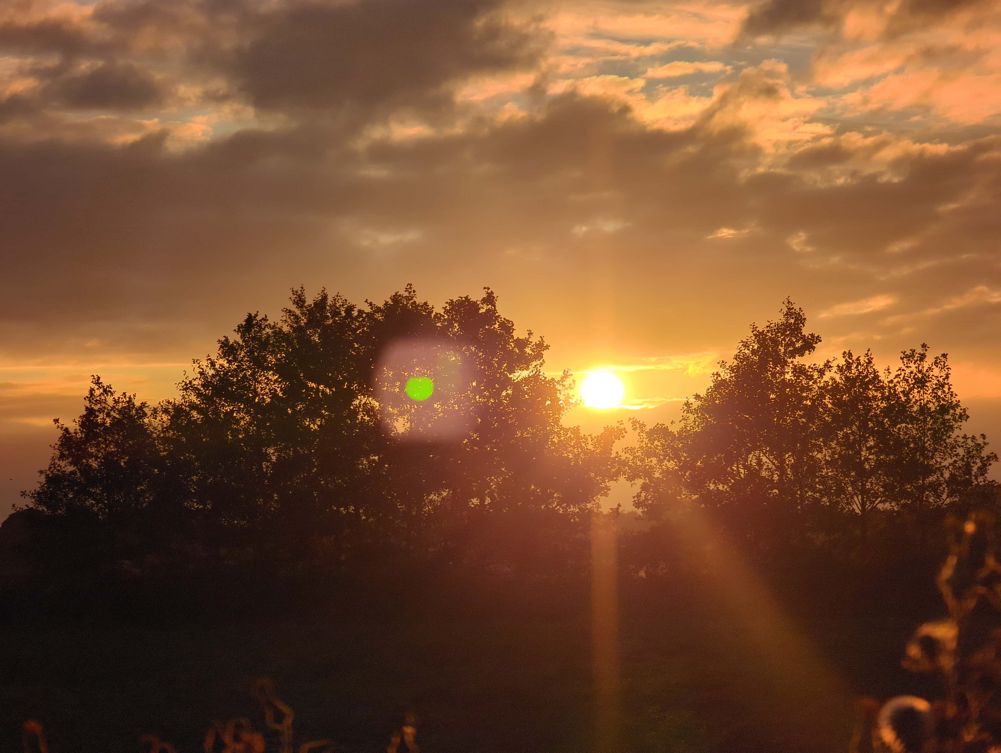 sun-between-tree