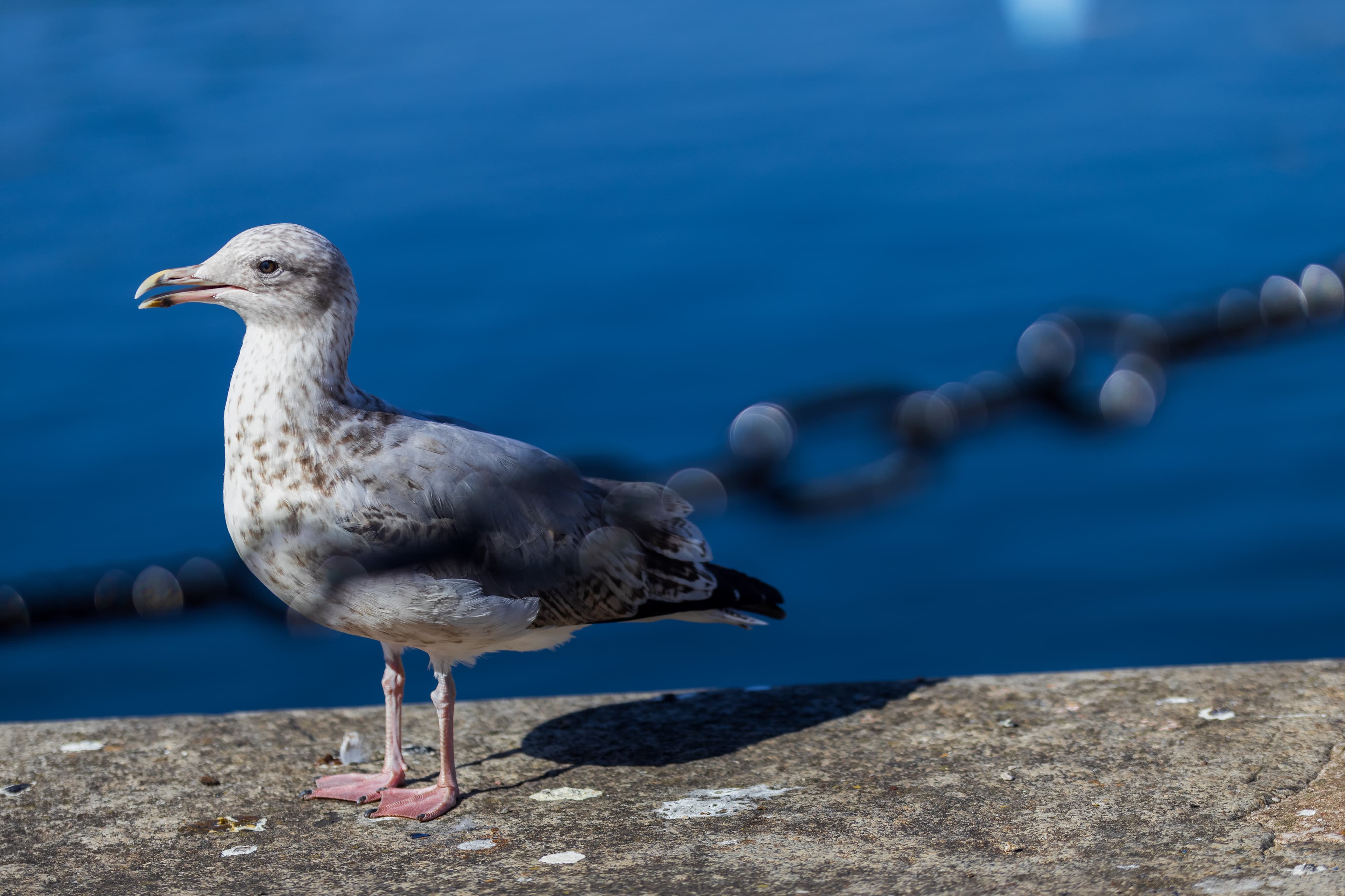 seagull